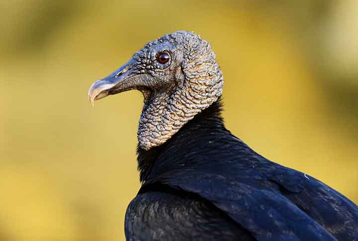 No Brasil, é possível encontrar cinco espécies desses animais: urubu-de-cabeça-preta (Coragyps atratus), urubu-de-cabeça-vermelha (Cathartes aura), urubu-de-cabeça-amarela (Cathartes burrovianus), urubu-rei (Sarcoramphus papa) e urubu-da-mata (Cathartes melambrotus).