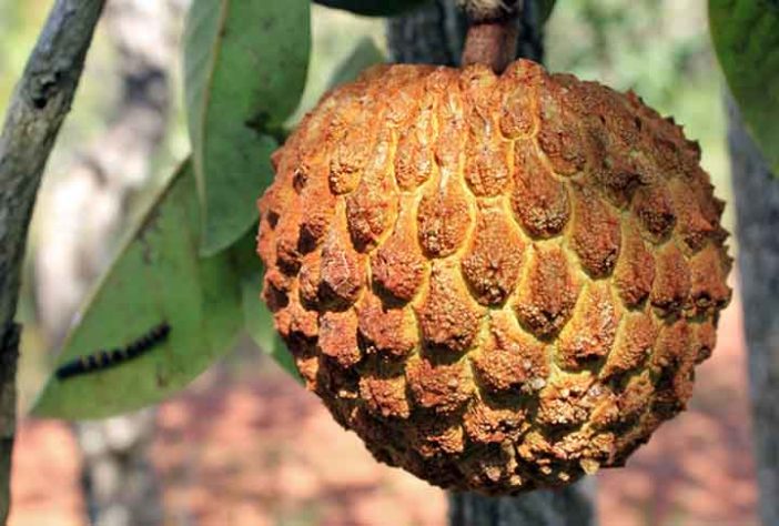 Frutas brasileiras