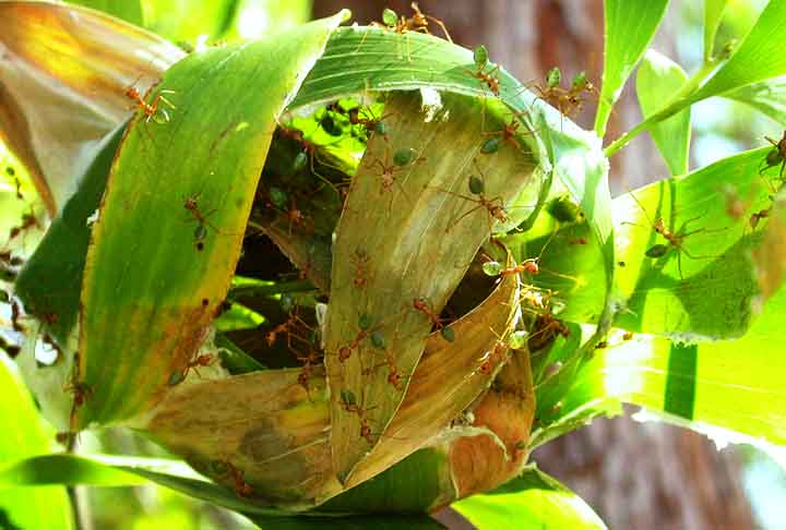 Formiga tecelã (Oecophylla smaragdina): Elas criam ninhos suspensos em árvores, unindo folhas usando um "fio de seda" que suas larvas produzem, formando estruturas que podem abranger várias folhas, como pequenos condomínios. - Flickr Carlton Astronomy