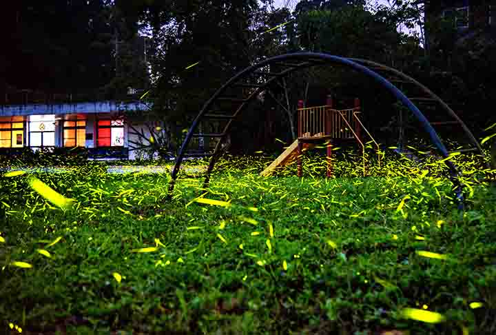 Dessa forma, vaga-lume ou pirilampo são denominações comuns de insetos coleópteros das famílias Elateridae, Phengodidae ou Lampyridae, dotados por suas emissões de luz bioluminescente.