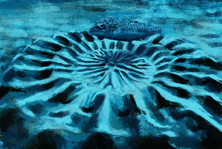 Peixe baiacu japonês (Torquigener albomaculosus): Machos dessa espécie desenham complexos padrões circulares na areia para atrair as fêmeas. Esses padrões, que lembram mandalas, são feitos com o movimento de suas barbatanas e ajudam a abrigar os ovos. -  Reprodução do X @JACsciart