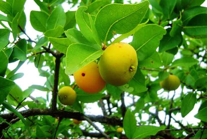 Frutas brasileiras