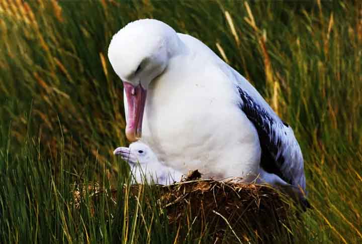 Tordas e albatrozes: Essas aves marinhas preferem fazer ninhos em penhascos escarpados e à beira de penhascos à beira-mar, onde os filhotes estão relativamente protegidos dos predadores, mesmo que em áreas de difícil acesso. -  Divulgação