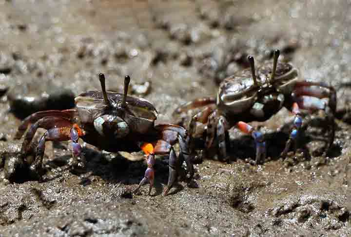 As espécies de caranguejos mais comuns no Brasil são aquelas que se adaptam mais facilmente ao ecossistema do litoral do país. Veja as principais. 

 