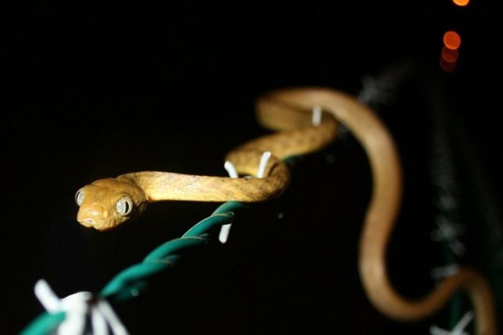 serpente-arbórea-marrom