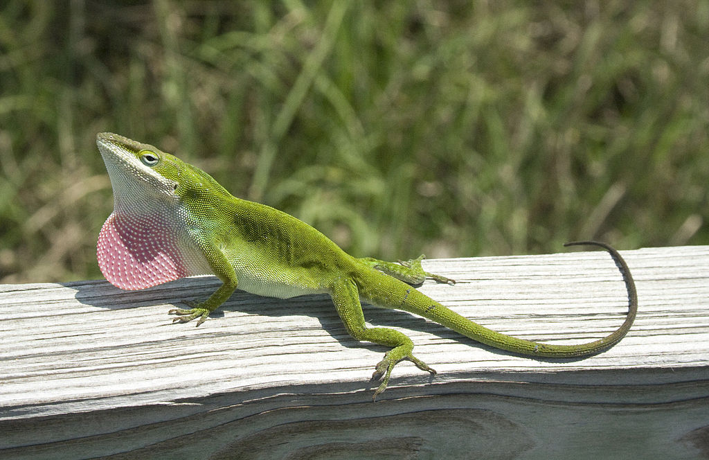 O anolis-verde Ã© pequeno, com cerca de 12 a 20 cm de comprimento.  Ele Ã© conhecido pelo saco vocal vermelho que infla durante a comunicaÃ§Ã£o e o acasalamento. Alimenta-se principalmente de insetos.