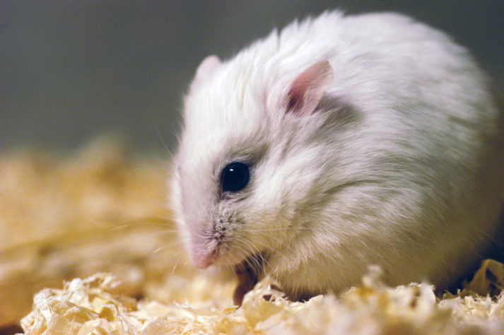 Hamster-anão