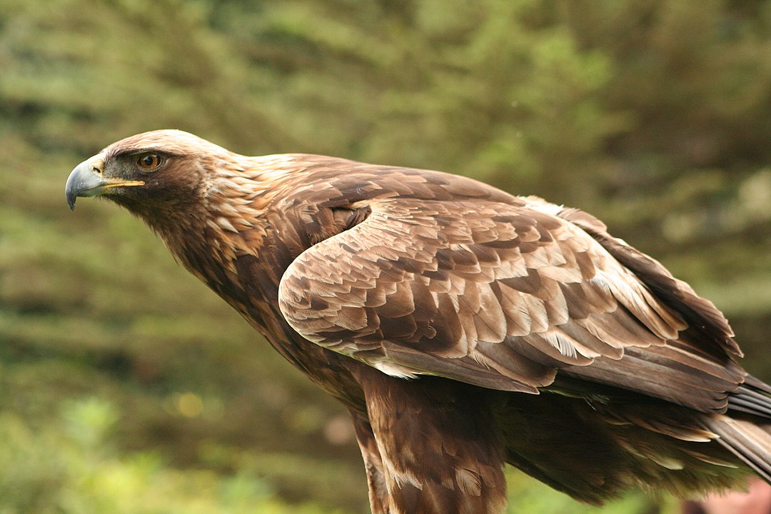Águia-real:  Faz parte do grupo que abrange aves de médio a grande porte, com asas largas e caudas relativamente curtas, adaptadas para um voo potente e muitas vezes planado. 