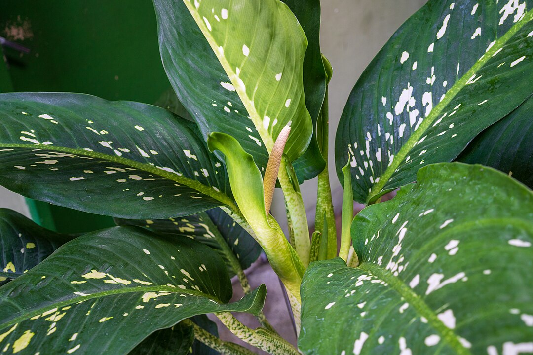 Comigo-ninguém-pode (Dieffenbachia spp.): Nativa da América Central e do Sul, é comum como planta ornamental em todo o mundo. Suas folhas contêm cristais de oxalato de cálcio, que podem causar irritação severa na boca e garganta.
-Alex Rio Brazil -  wikimedia commons