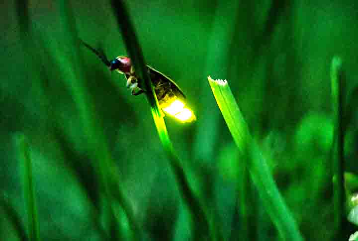 Os órgãos bioluminescentes do pirilampo localizam-se na parte inferior dos segmentos abdominais. A luciferina é oxidada pelo oxigênio nuclear, com mediação da enzima luciferase. Algo que resulta em oxiluciferina que perde energia, fazendo assim o inseto emitir luz.