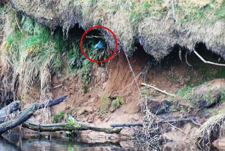 Guarda-rios-europeu (Alcedo atthis): Esse pássaro escava buracos em barrancos à beira de rios, criando túneis profundos onde põe seus ovos. Os túneis protegem os filhotes e são difíceis de acessar por predadores.
 - Creative Commons