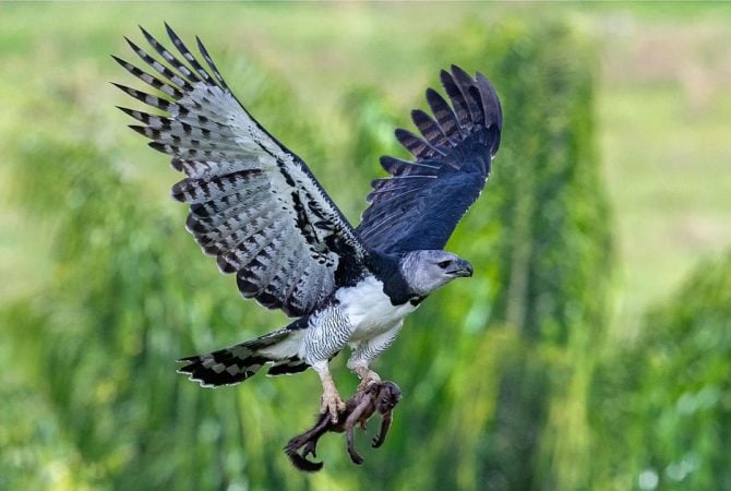 Maior águia do planeta ressurge no Pantanal e acende alerta sobre conservação