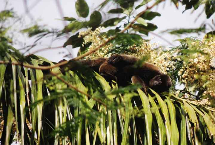 Macaco-barrigudo (Lagothrix lagotricha): Embora muitos macacos não construam ninhos, o macaco-barrigudo, comum na Amazônia, faz plataformas de folhas nas árvores para descansar e dormir, especialmente quando se sentem ameaçados ou querem manter seus filhotes seguros. - Reprodução de Rede Social