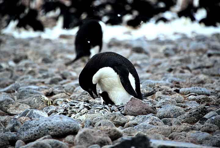 Pinguim-de-adélia (Pygoscelis adeliae): Constrói ninhos de pedras que coleta com grande cuidado. Esses ninhos protegem os ovos do contato direto com o gelo e ajudam na drenagem, mantendo os filhotes secos e aquecidos.
 - Creative Commons