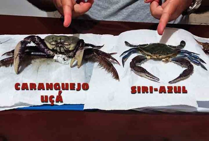 Caranguejos e siris
