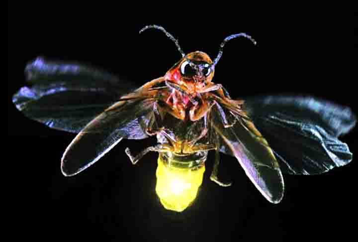 Os vaga-lumes adultos medem entre cinco e vinte e cinco milÃ­metros de comprimento, tendo o corpo achatado. A coloraÃ§Ã£o varia entre o marrom-escuro, preto, alaranjado e amarelo.