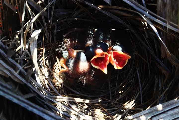 Pardal-do-mar-vermelho (Passeridae, família): Constrói grandes estruturas de ninho no chão, mas o interessante é que esses ninhos geralmente são comunais. As fêmeas constroem câmaras individuais, mas o ninho compartilha uma base gigante e ramificada.
 -  EcoStudies Institute