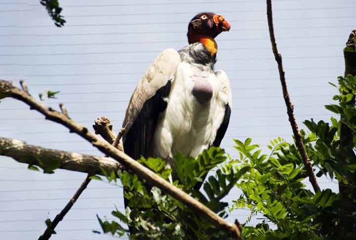 Abutre ou Urubu