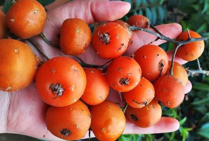 Frutas brasileiras