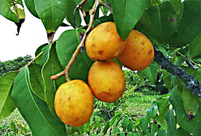 Frutas brasileiras