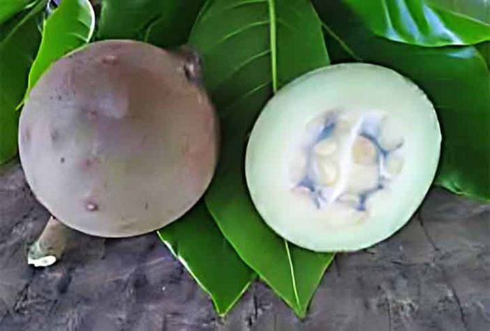 Frutas brasileiras