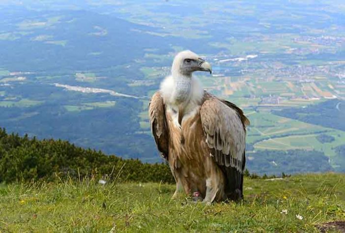 Abutre ou Urubu