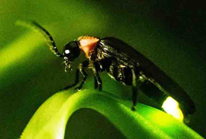 Algumas espécies de fengodídeos (Phengodidae) emitem luz vermelha, na região da cabeça, e esverdeadas no corpo, enquanto outras emitem luz esverdeada em todo corpo. Os machos têm pontinhos luminosos em posição e número variáveis, todos no abdómen. 