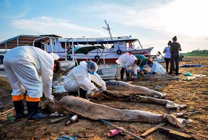 Segundo a Sea Shepherd Brasil , as mortes estão relacionadas à seca e à atuação predatória de seres humanos.
