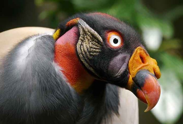 Abutre ou Urubu