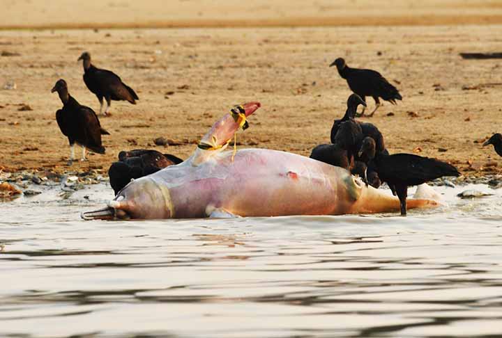 Em 2024, a ONG constatou a morte de 21 tucuxis, cinco botos-vermelhos, dois golfinhos não identificados e quatro peixes-bois.
