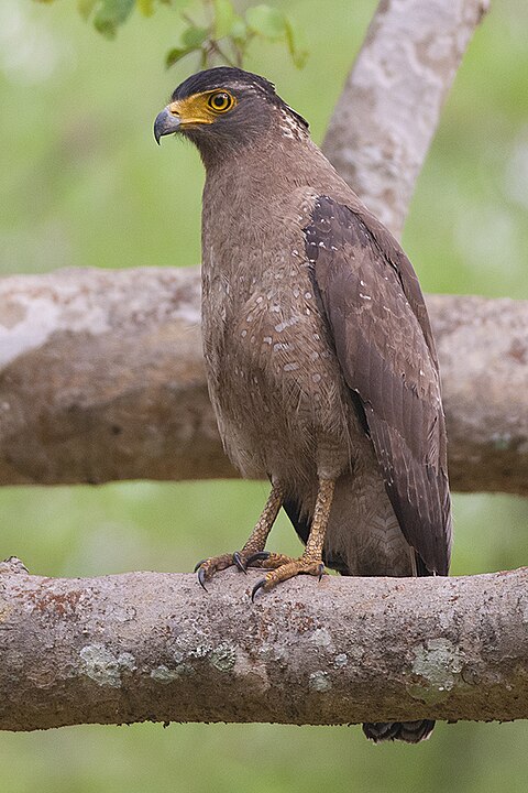 Águia-Serpentária-de-Crista : Faz parte do grupo das Águias-Serpentárias, que têm esse nome porque são conhecidas por caçarem serpentes.  Esta águia marrom-escura, de tamanho médio a grande, é atarracada, com asas arredondadas e cauda curta. Encontrada em florestas na Ásia tropical .  