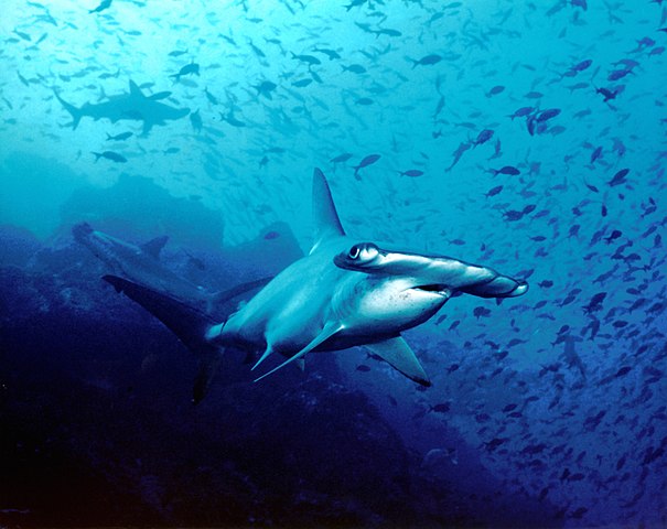 A inclusão do tubarão-martelo em acordos internacionais, como a Convenção sobre o Comércio Internacional de Espécies Ameaçadas (CITES), limita a pesca e o comércio de suas nadadeiras. Áreas marinhas protegidas ajudam na recuperação das populações.
