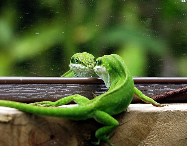 Embora seja pequeno e bonito, o anolis-verde é mais ornamental do que “domesticável.” Ele pode ser mantido em cativeiro, mas requer cuidados com a umidade e temperatura, além de ser um animal que não gosta de muito manuseio, preferindo observar seu ambiente do que interagir.