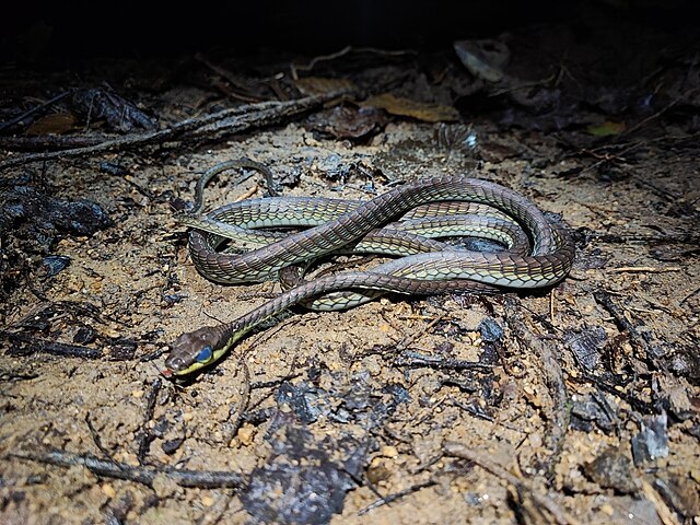 Dendrelaphis cyanochloris
Cobra-arbÃ³rea encontrada no Sudeste AsiÃ¡tico. Possui um tom azul metÃ¡lico.