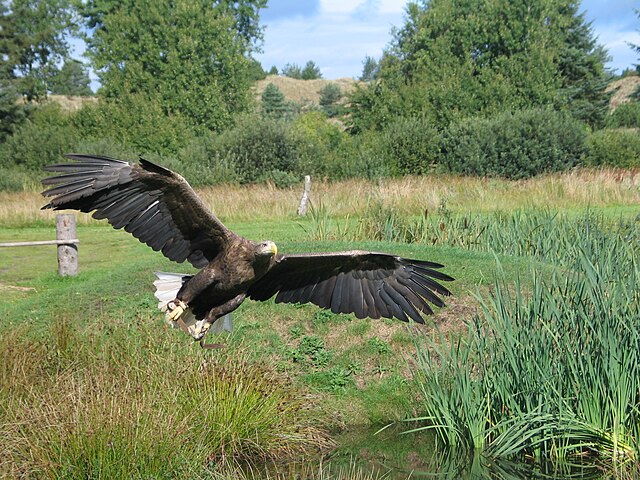 Águia-Rabalva: Espécie de águia que vive no norte da Europa e da Ásia. É uma ave marinha, que se alimenta principalmente de peixes, aves aquáticas e carniça.  Sua maior população remanescente na Europa encontra-se na região dos fiordes da Noruega.