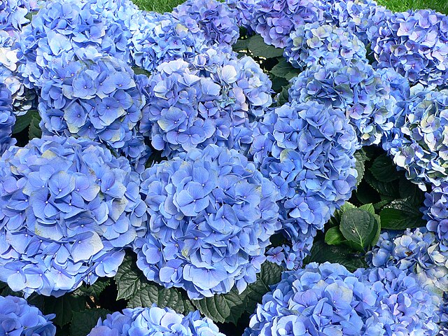 Hortênsia (Hydrangea macrophylla): Nativa do Japão e China, é amplamente cultivada em jardins. Suas flores contêm substâncias que podem liberar cianeto quando ingeridas, causando intoxicação.
-Raul654 wikimedia commons