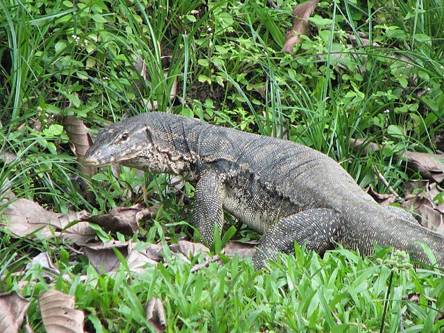 VARANO MALAIO (Varanus salvator) - Origem: Sudeste AsiÃ¡tico, em paÃ­ses como TailÃ¢ndia, IndonÃ©sia e Filipinas. Comumente encontrado em florestas Ãºmidas, perto de rios e lagos.