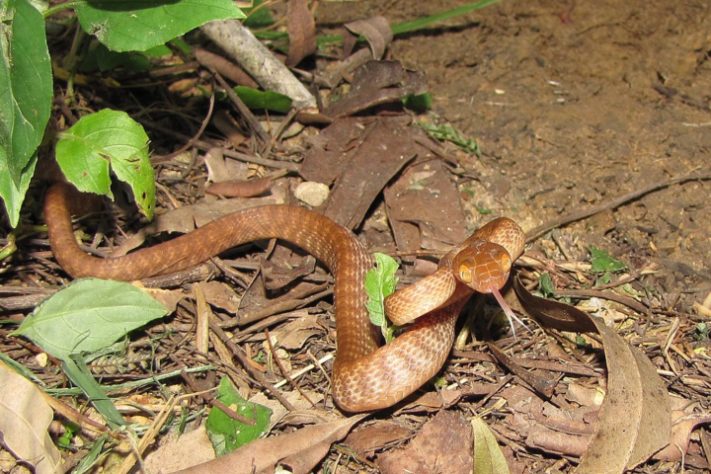 serpente-arbórea-marrom