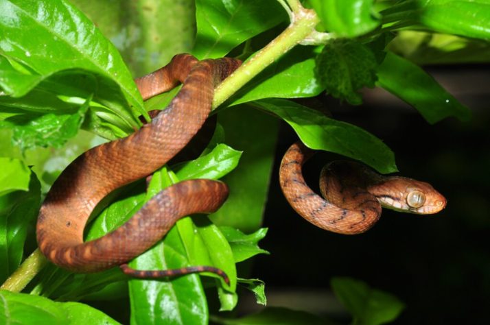 serpente-arbórea-marrom