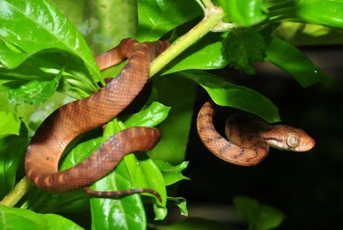 Alerta ligado: Cobras viram ‘donas’ de ilha no Pacífico