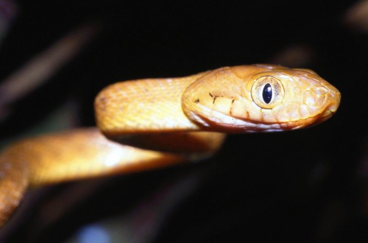 serpente-arbórea-marrom
