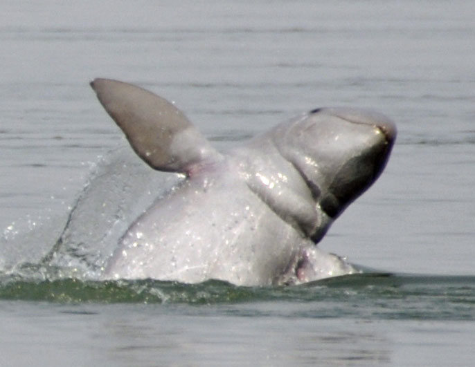 Governos do sudeste asiático criaram áreas protegidas em rios como o Mekong. Além disso, esforços são feitos para substituir redes de pesca perigosas por alternativas menos letais.
