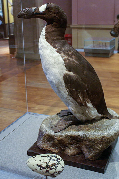 Antes do maçarico de bico fino, duas aves dessa região foram declaradas extintas.  Mas ambas habitavam ilhas, não o continente. Uma delas era o arau-gigante, visto pela última vez em 1844.