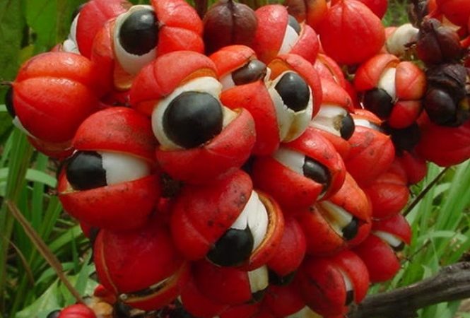 Sabor do guaraná brasileiro se expande pelo mundo