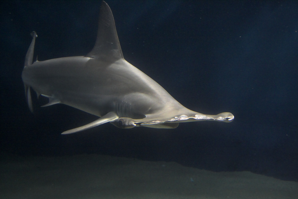 O tubarão-martelo (Sphyrna mokarran) vive em águas tropicais e temperadas, principalmente próximas a recifes de corais e costas. A espécie é sobreexplorada pela pesca predatória, especialmente pelo interesse em suas nadadeiras, e sofre com a poluição marinha.
