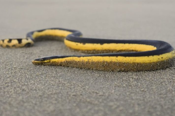 cobra-do-mar-pelágio