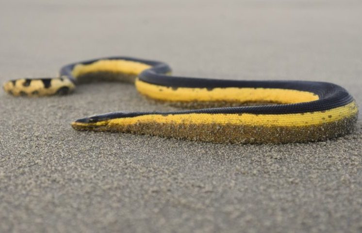 Outro aspecto curioso envolve sua capacidade de lidar com o sal. A espécie possui glândulas especiais localizadas próximas à língua, responsáveis por eliminar o excesso de sal ingerido durante a vida no oceano. Essa adaptação permite que o organismo mantenha equilíbrio químico mesmo em contato constante com água salgada.