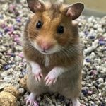 Hamster