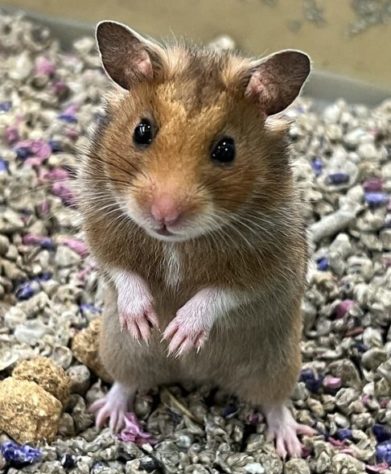 Hamster
