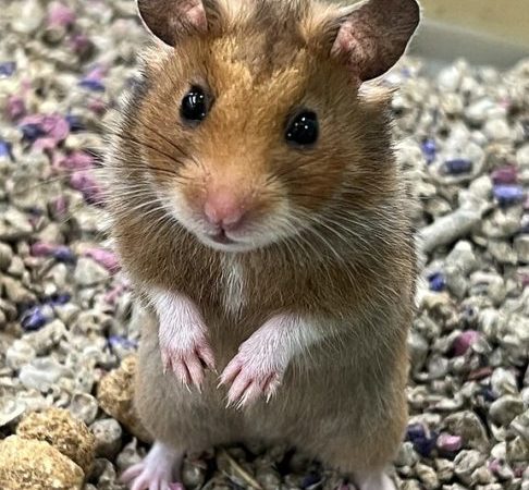 Mitos e verdades sobre os hamsters
